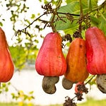 Does a Cashew Come from a Fruit