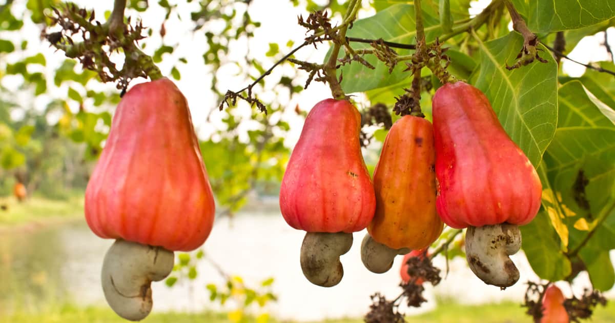 Does a Cashew Come from a Fruit
