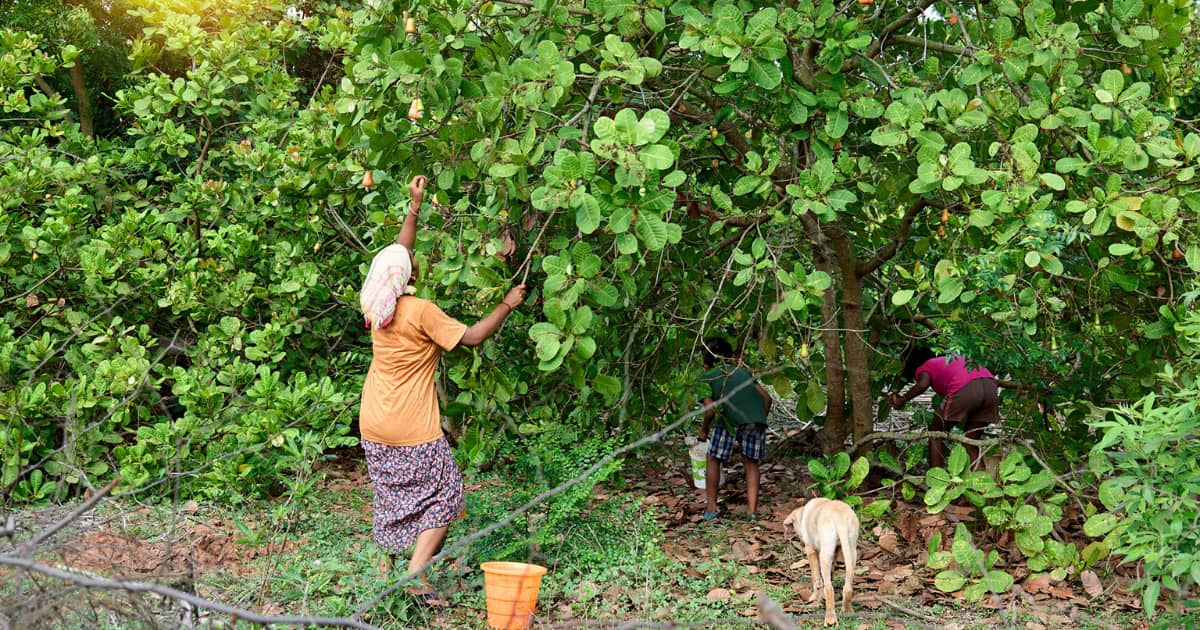 Harvesting cashews
