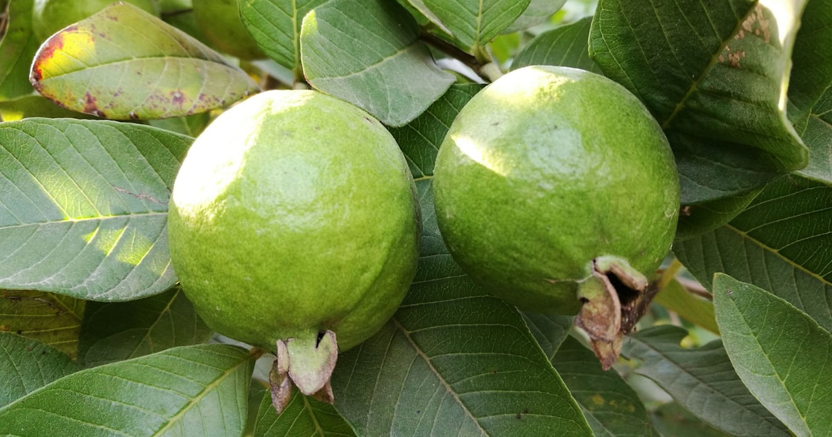 Different Stages of Guava Ripening