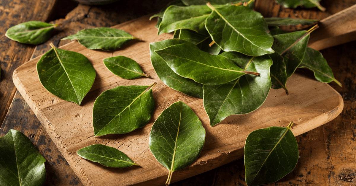 Bay leaves