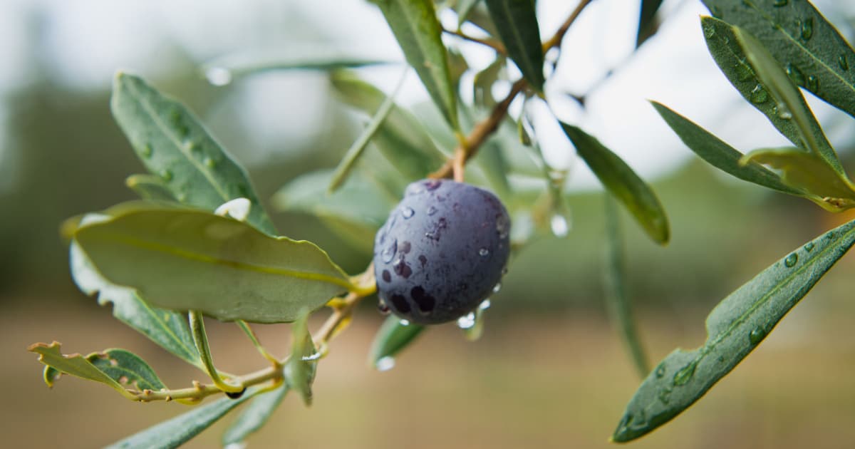 Beldi-olive