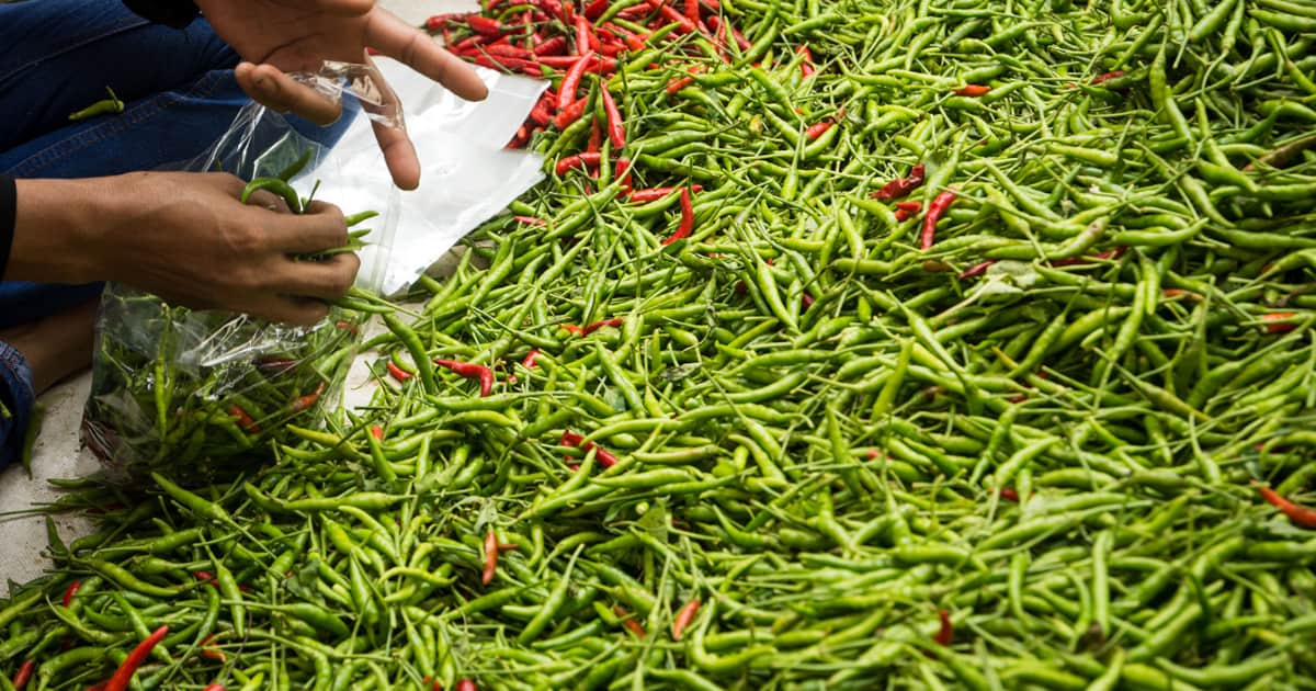 Freshly harvested chili peppers