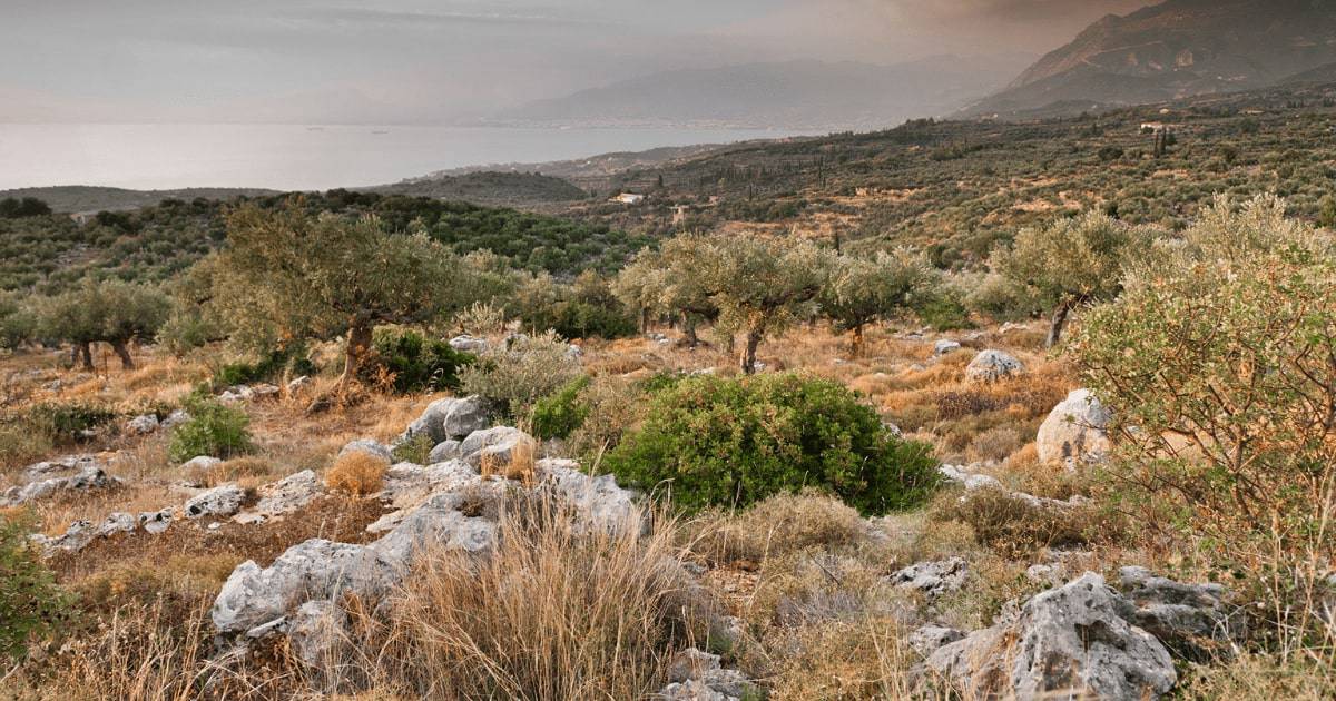 kalamata olives Cultivation