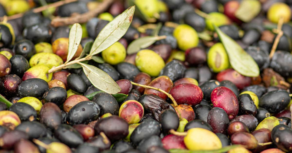 Ripening olives