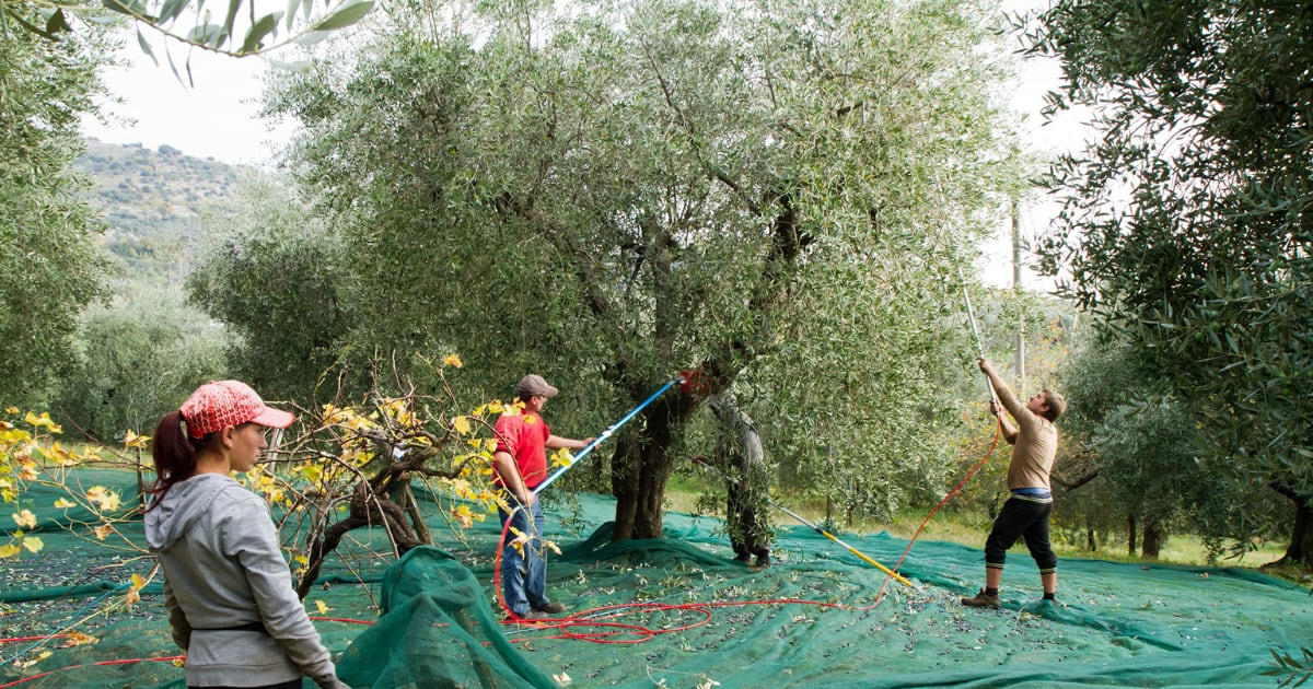 The traditional way of harvesting olives