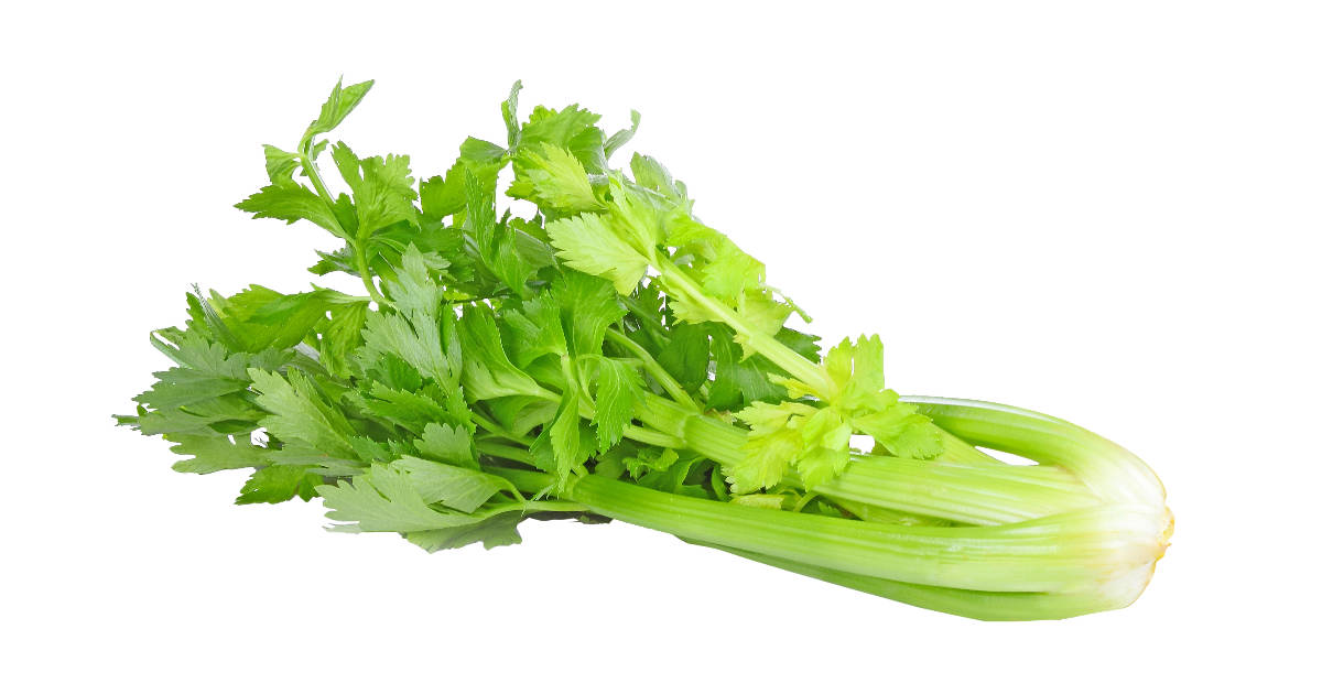Chopped Fresh Celery