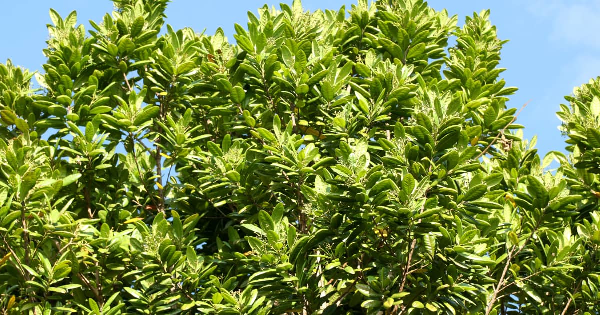 Pimenta dioica tree
