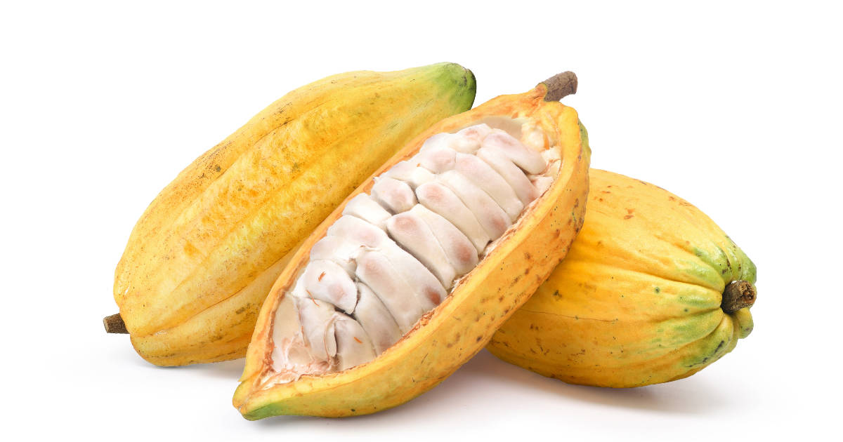 Type of Cacao