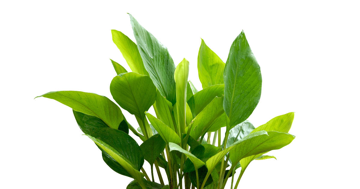 Curcuma longa plant